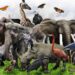 Día mundial de los animales: ¡Protege a nuestros hermanos menores!
