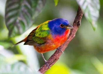 El Auge de la Observación de Aves