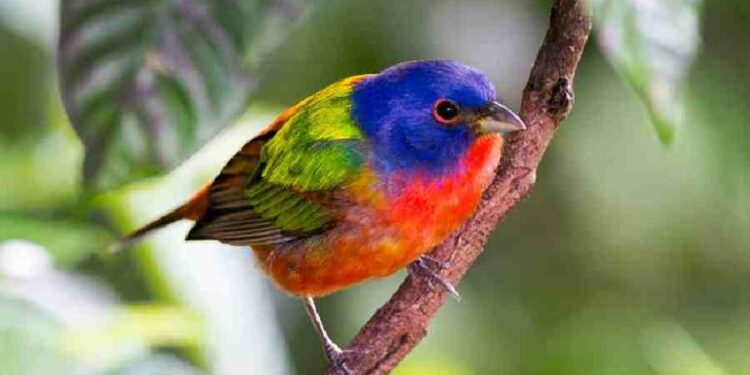 El Auge de la Observación de Aves