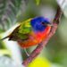 El Auge de la Observación de Aves