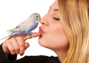 El Secreto de las Plumas Felices