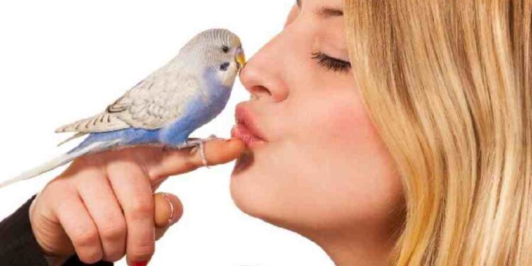 El Secreto de las Plumas Felices