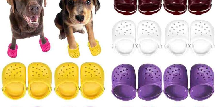 Estilo Canino: Los Nuevos Pet Crocs