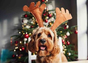 Festividades Peludas: ¡Celebra la Navidad con Estilo!