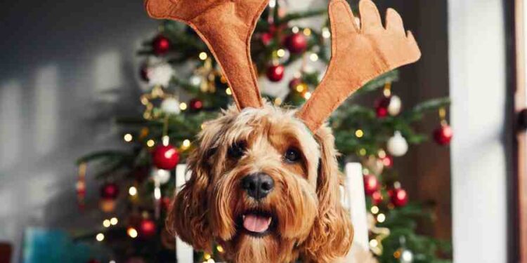 Festividades Peludas: ¡Celebra la Navidad con Estilo!
