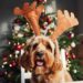 Festividades Peludas: ¡Celebra la Navidad con Estilo!