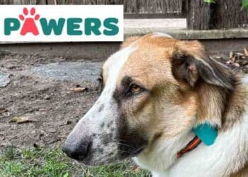 GPS y salud: Pawers, la App que localiza y cuida de tu mascota