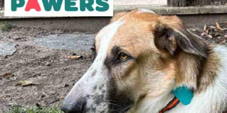 GPS y salud: Pawers, la App que localiza y cuida de tu mascota