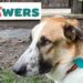 GPS y salud: Pawers, la App que localiza y cuida de tu mascota