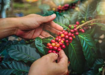 Innovación y sostenibilidad de alto impacto en la industria cafetera