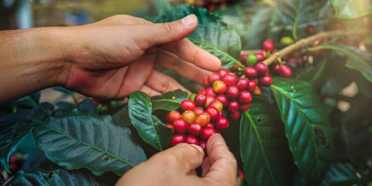Innovación y sostenibilidad de alto impacto en la industria cafetera