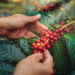 Innovación y sostenibilidad de alto impacto en la industria cafetera