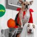 Halloween Pet Friendly con Dollarcity