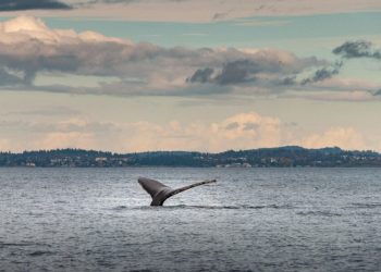 Del valle a las aguas del pacífico, aventura inolvidable para el avistamiento de ballenas