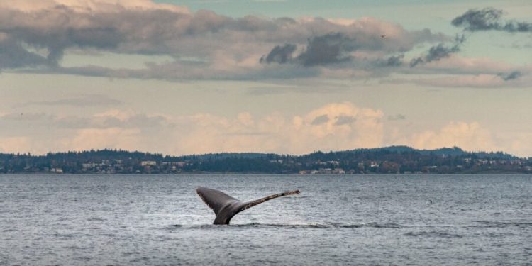 Del valle a las aguas del pacífico, aventura inolvidable para el avistamiento de ballenas