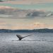 Del valle a las aguas del pacífico, aventura inolvidable para el avistamiento de ballenas