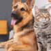 ¡Descuentos del 50% en Cuidados para Mascotas en Black Friday!