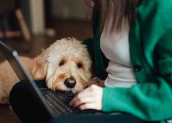 Asevi: Duplicando Ventas y Expandió a Mascotas
