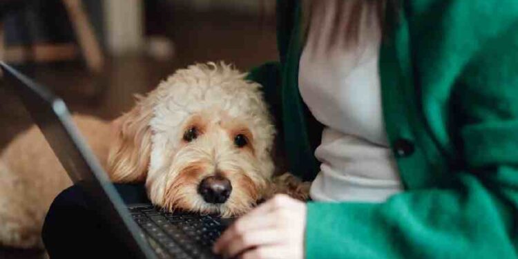Asevi: Duplicando Ventas y Expandió a Mascotas