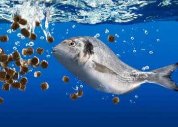 La Conexión Emocional de los Dueños de Peces y Reptiles en 2024