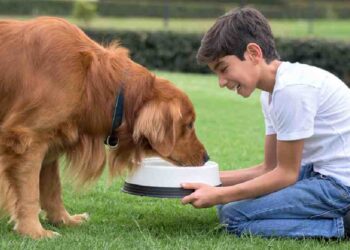 La Responsabilidad de Tener una Mascota pet lovers