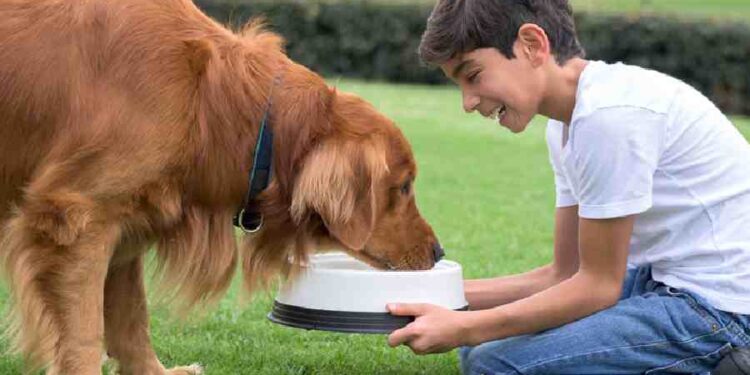 La Responsabilidad de Tener una Mascota pet lovers