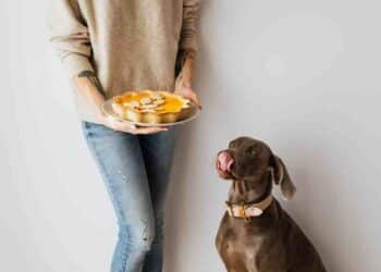 La clave oculta en los alimentos de tu mascota