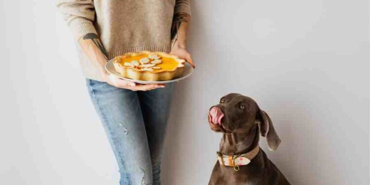 La clave oculta en los alimentos de tu mascota