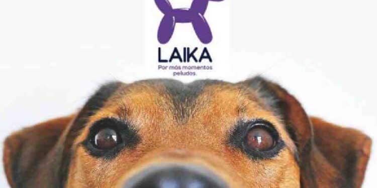 Laika: 2,000 Nuevos Empleos y Expansión en el Mercado de Mascotas