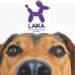 Laika: 2,000 Nuevos Empleos y Expansión en el Mercado de Mascotas