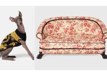 Lujo para Mascotas: La Alta Costura Llega a Nuestros Perros
