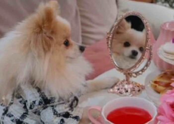 Perritos a la Pasarela