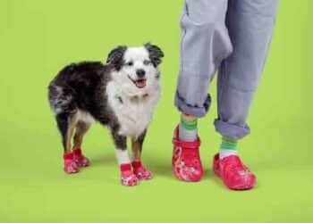 Pet Crocs: La Moda para Perros