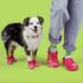 Pet Crocs: La Moda para Perros