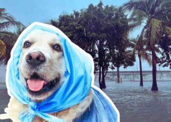 Purina Responde al Huracán Helene con Ayuda para Familias y Mascotas