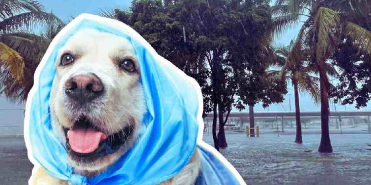 Purina Responde al Huracán Helene con Ayuda para Familias y Mascotas