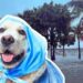 Purina Responde al Huracán Helene con Ayuda para Familias y Mascotas