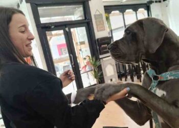 Revolución en el Cuidado de Mascotas en España