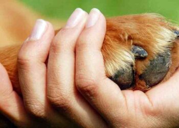 Uniendo fuerzas por los animales