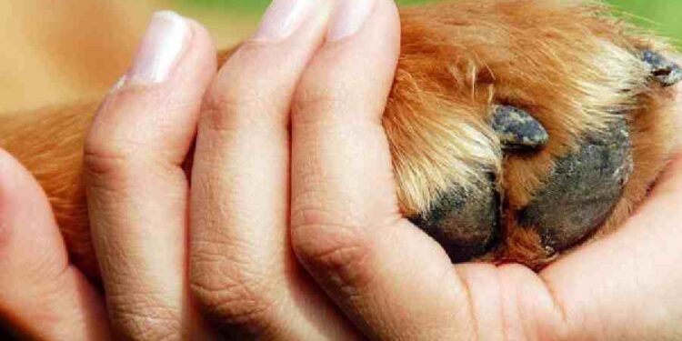 Uniendo fuerzas por los animales