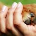 Uniendo fuerzas por los animales