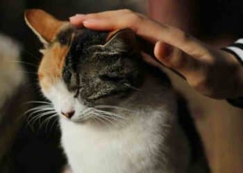 ¿Mito o realidad? Descubre cuánto sabes sobre el cuidado de los gatos
