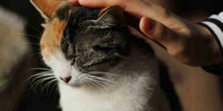 ¿Mito o realidad? Descubre cuánto sabes sobre el cuidado de los gatos