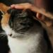 ¿Mito o realidad? Descubre cuánto sabes sobre el cuidado de los gatos