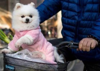 Abriga a Tu Mascota este Invierno