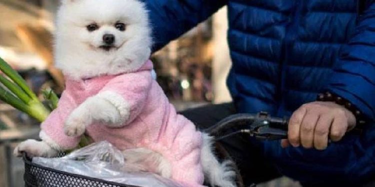 Abriga a Tu Mascota este Invierno