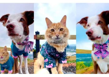 Bomba: La Nueva Colección Navideña para Mascotas