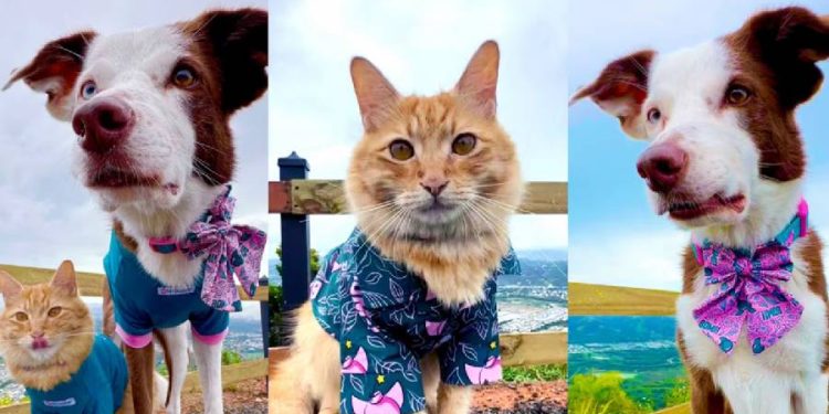Bomba: La Nueva Colección Navideña para Mascotas