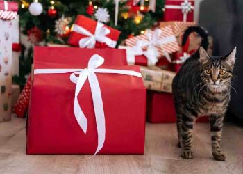 La navidad más cara: Así gastarán los españoles