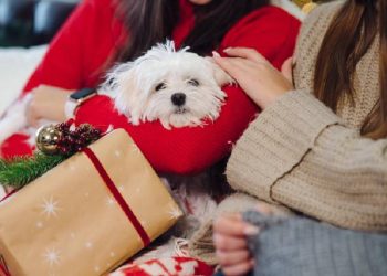 El Galeón Outlet: Compras y Mascotas en Perfecta Armonía